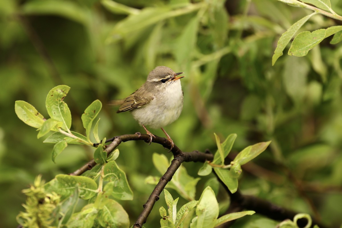 Arctic Warbler - ML590750941