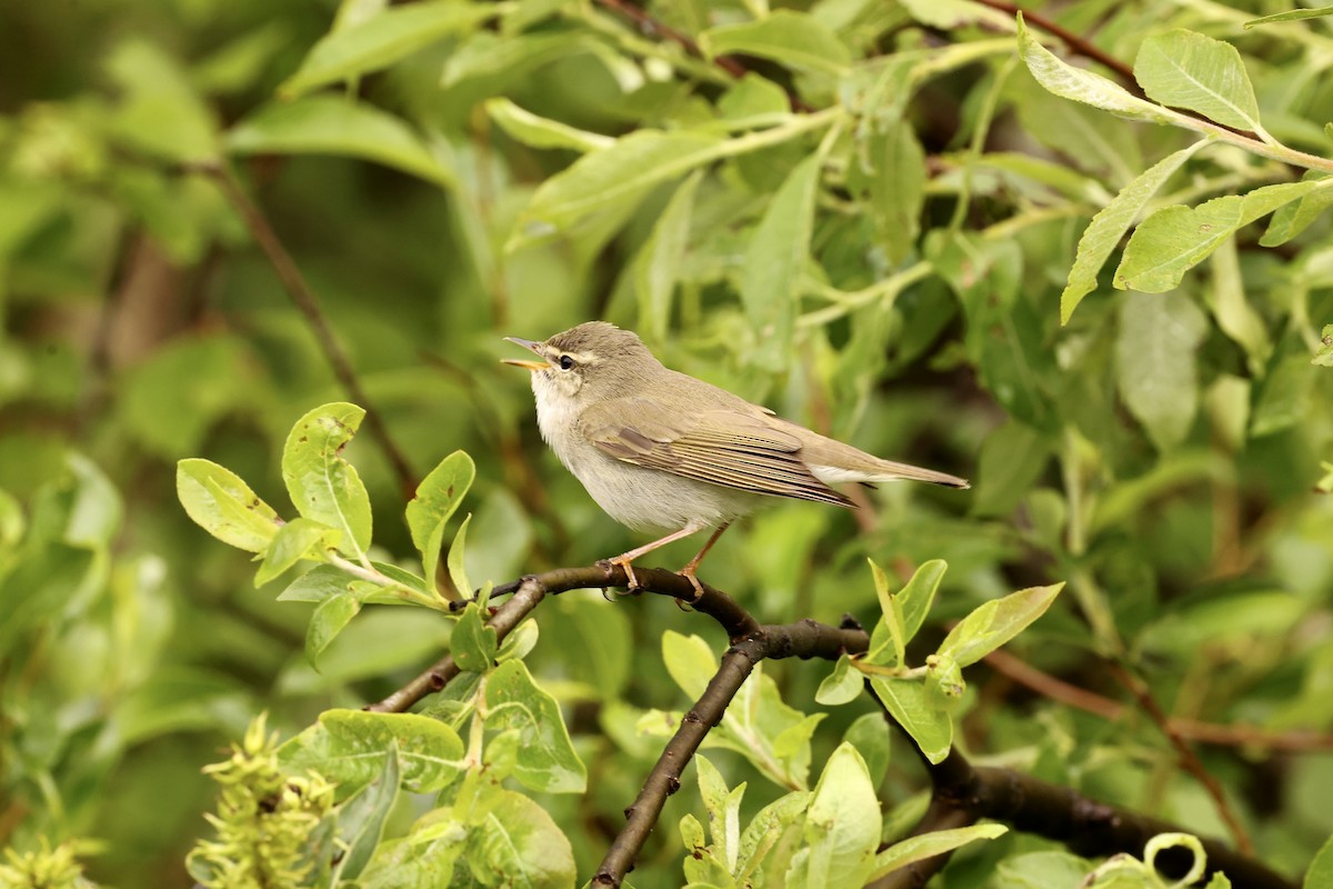 Arctic Warbler - ML590751091