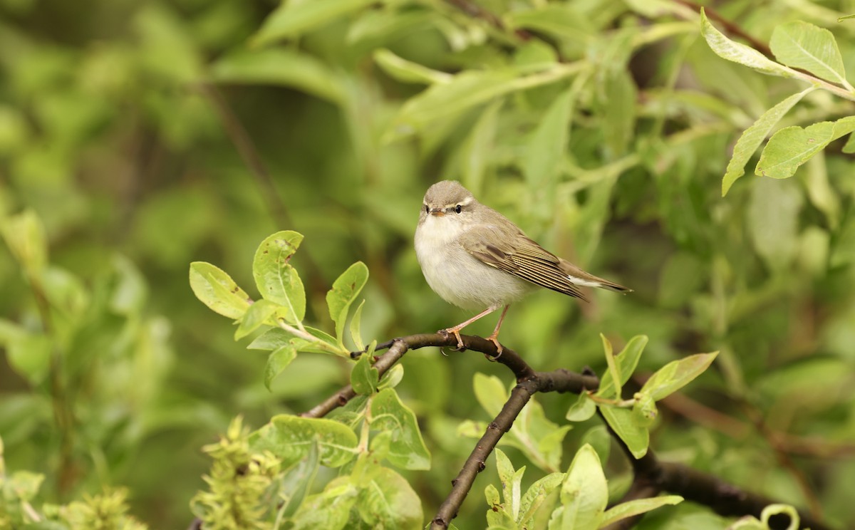 Arctic Warbler - ML590751371