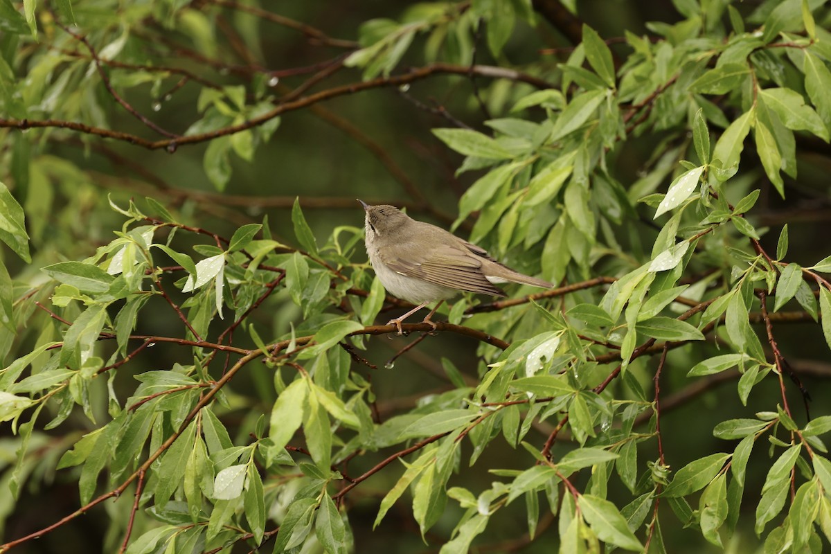 Arctic Warbler - ML590751741