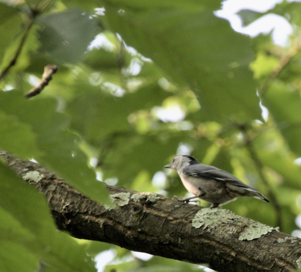 White-breasted Nuthatch - ML590752041