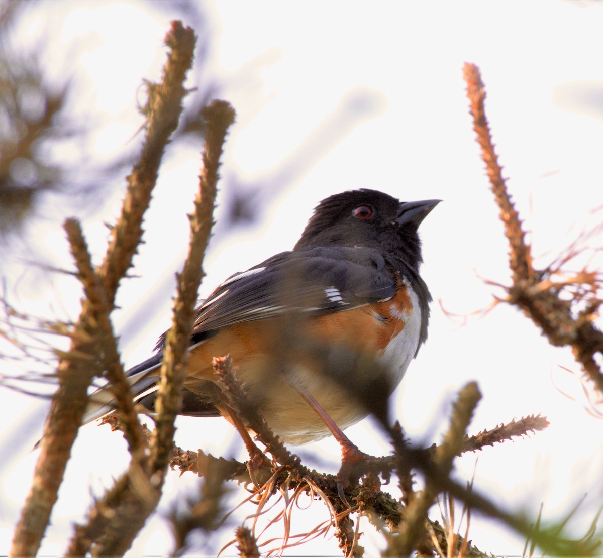 Eastern Towhee - ML590752241