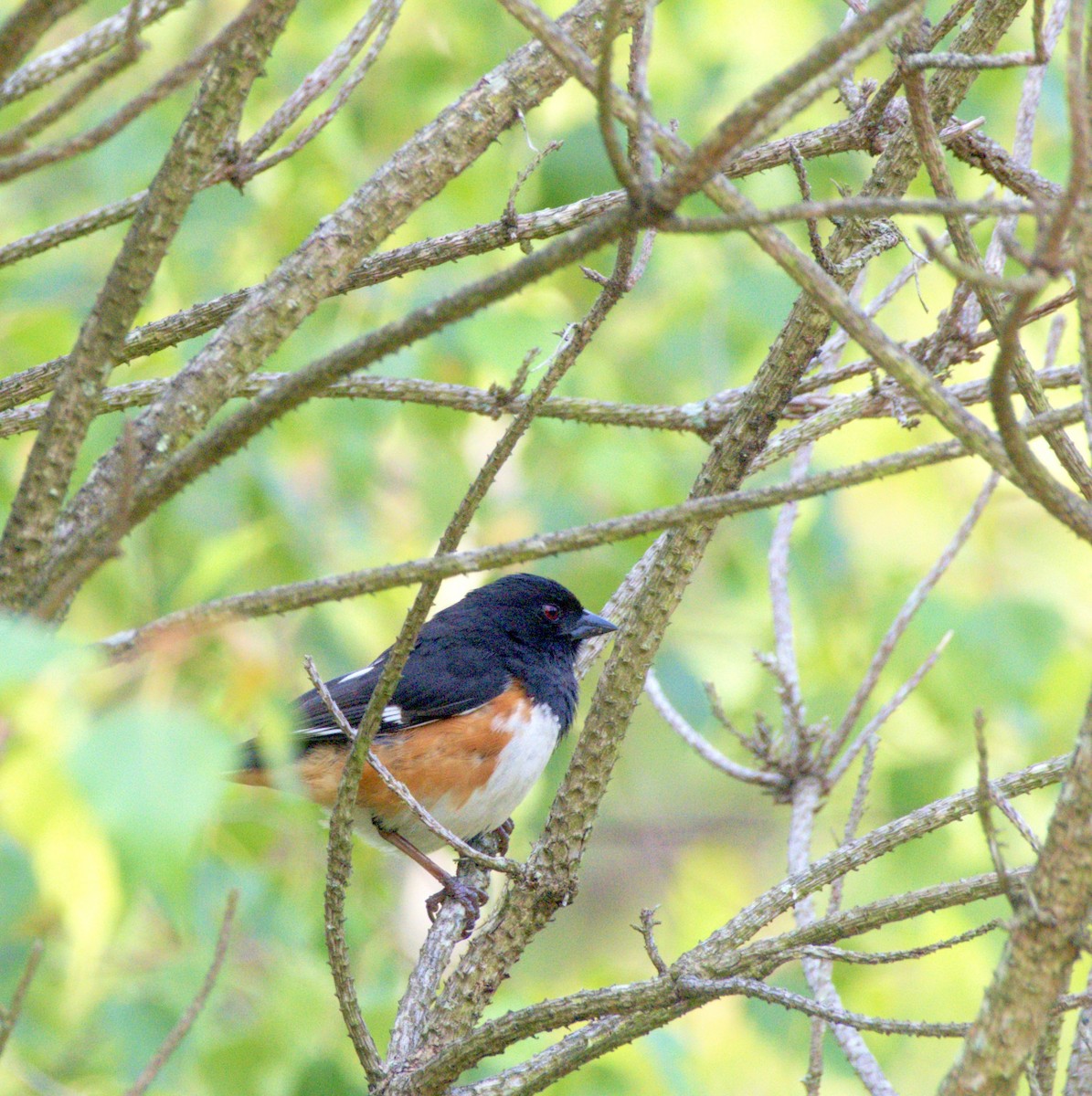 Eastern Towhee - ML590752271