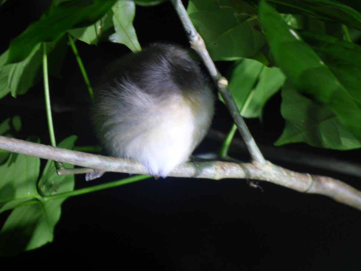 Souimanga Sunbird - ML590753581