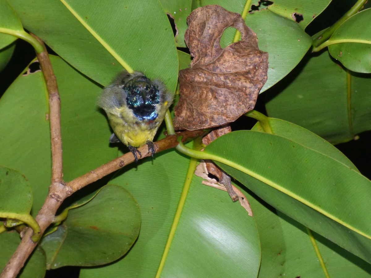 Souimanga Sunbird - ML590753591