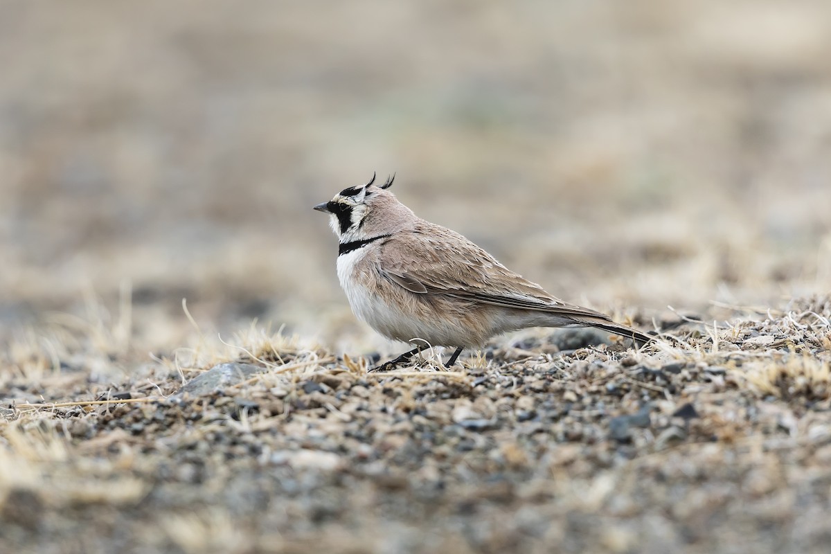 Horned Lark (Brandt's) - Stefan Hirsch