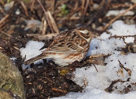 Rustic Bunting - ML590754001