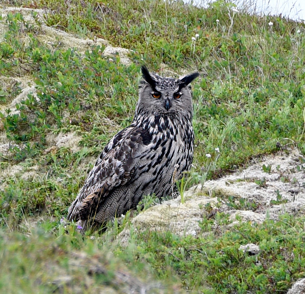 Eurasian Eagle-Owl - ML590754561
