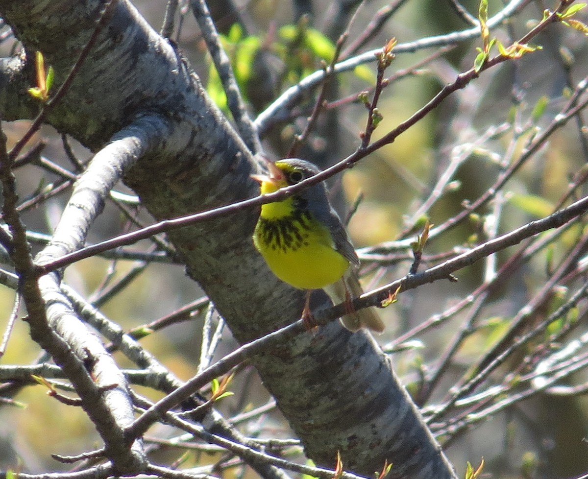 Canada Warbler - ML59075481