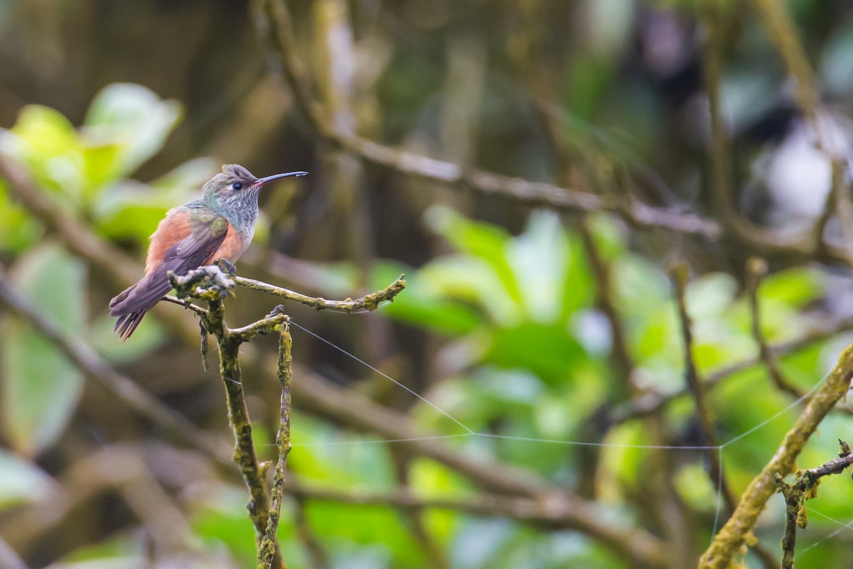 Amazilia Hummingbird - ML590755151