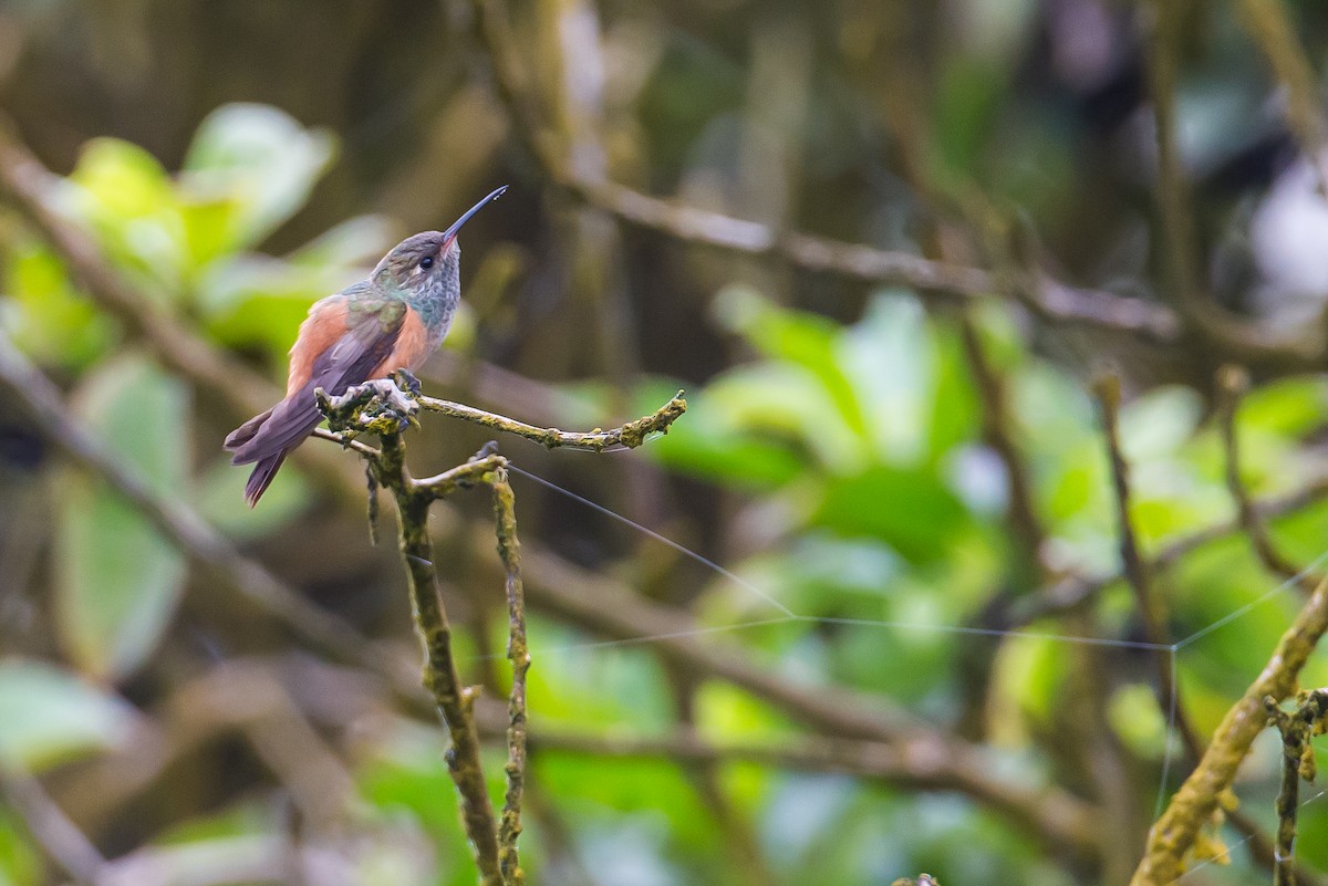 kolibřík Amazilin - ML590755161