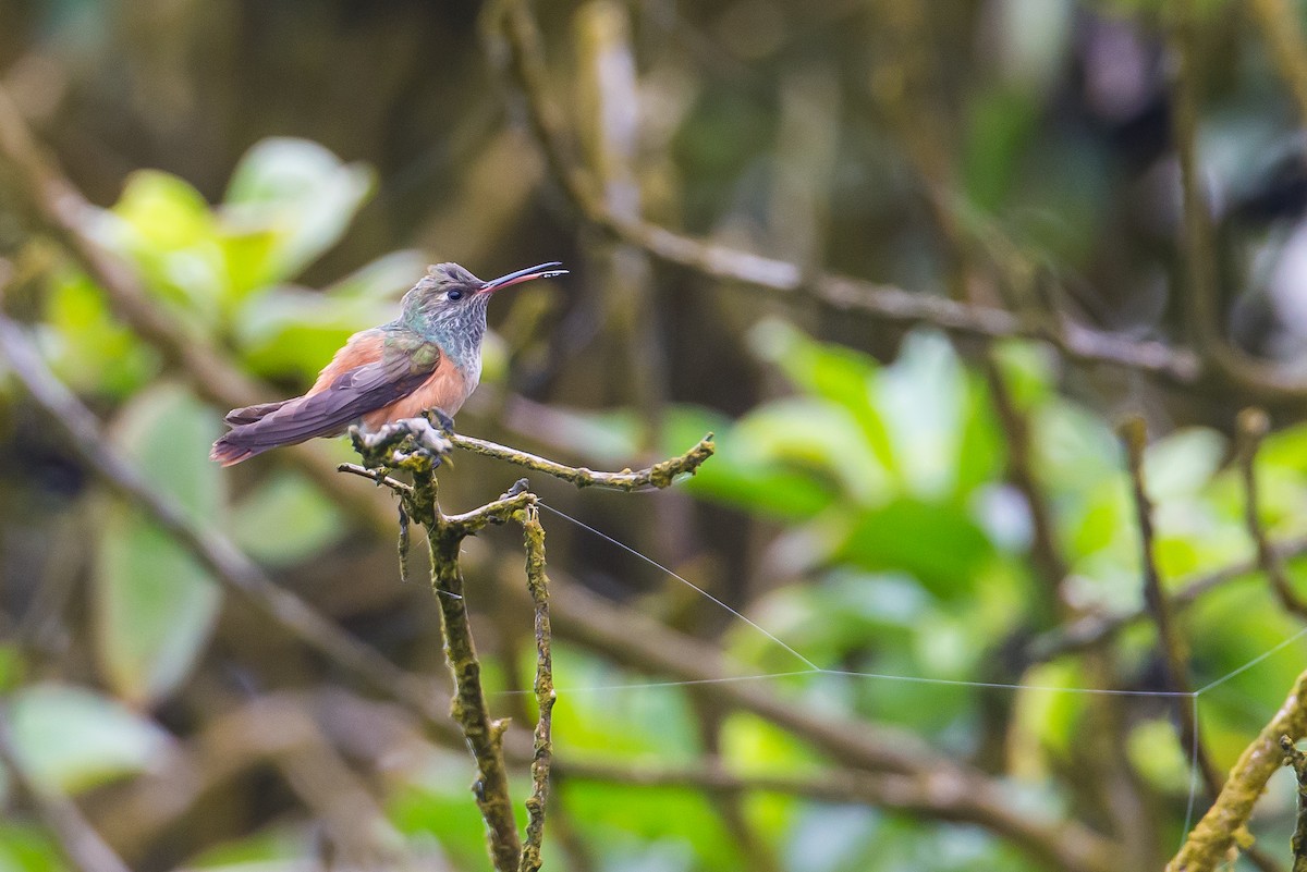 Amazilia Hummingbird - ML590755171