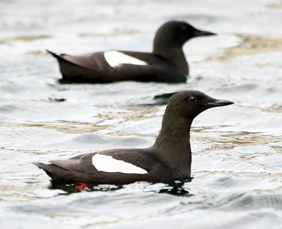 Black Guillemot - ML590755821