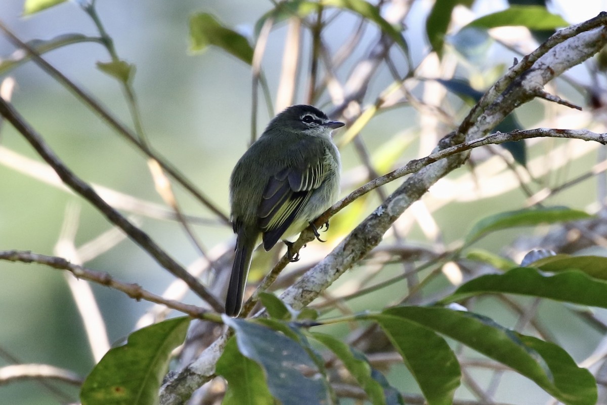 Spectacled Tyrannulet - ML590756671