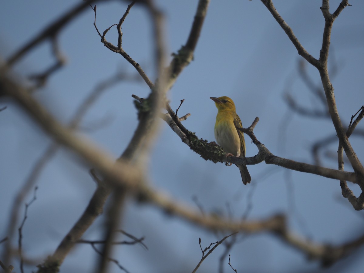 Clarke's Weaver - ML590757501