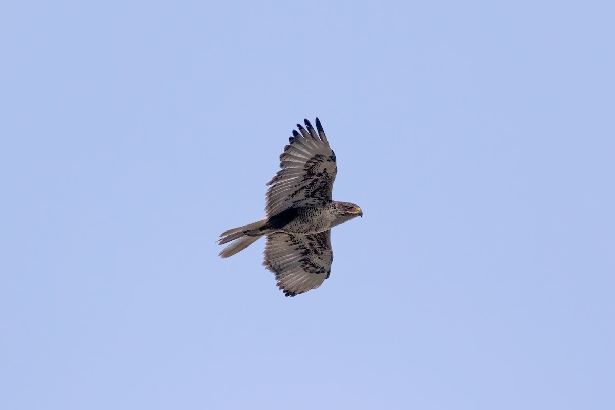 Ferruginous Hawk - ML590758841