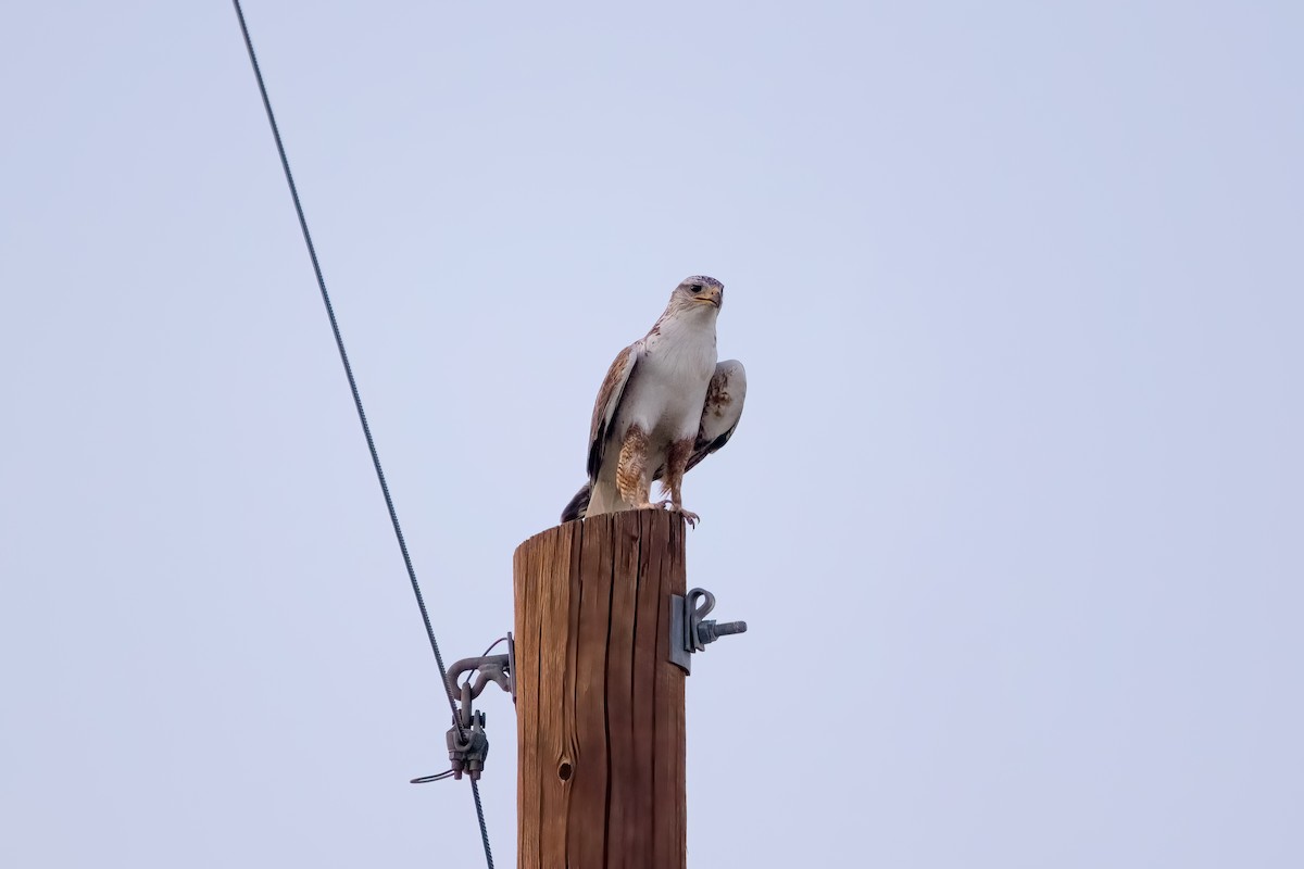 Ferruginous Hawk - ML590758861