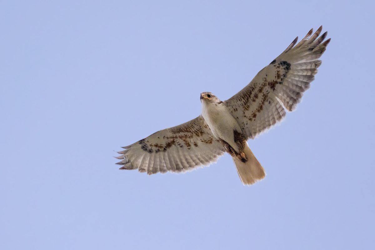 Ferruginous Hawk - Quinn Diaz