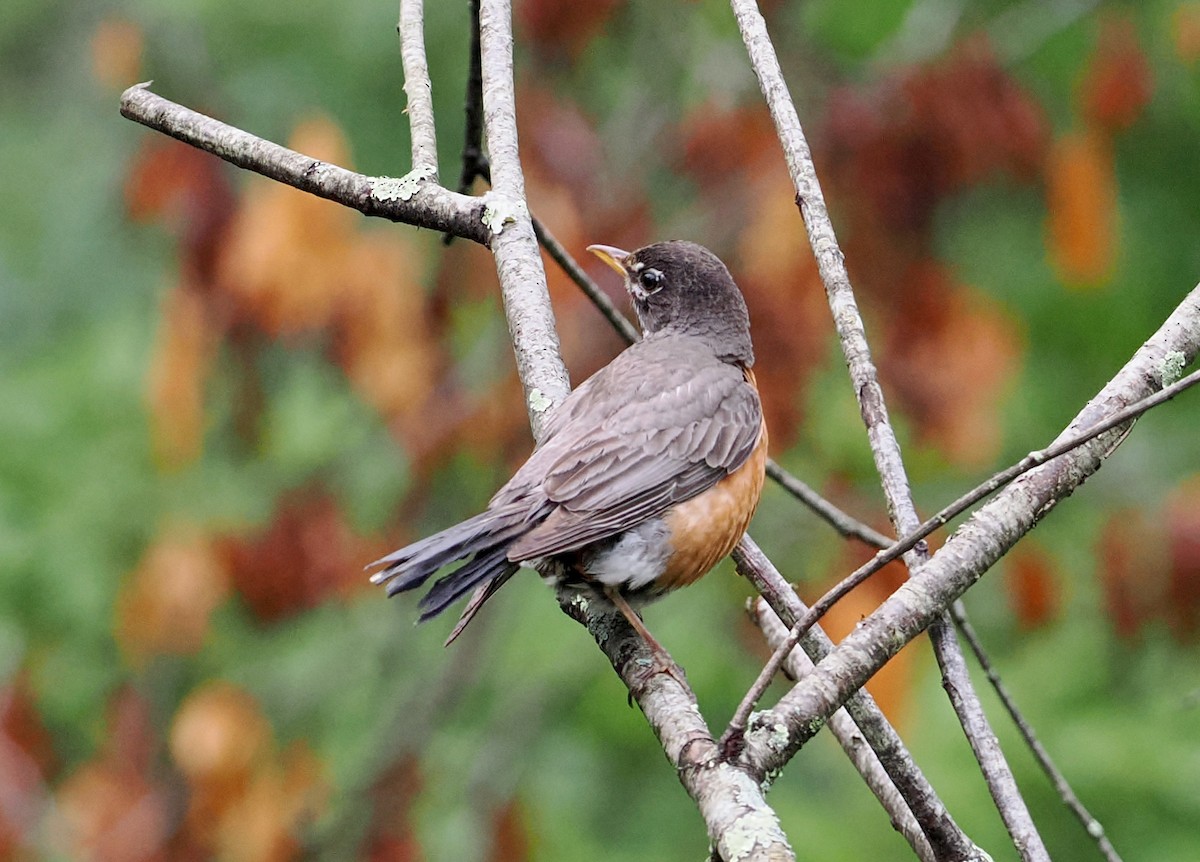 American Robin - ML590760571