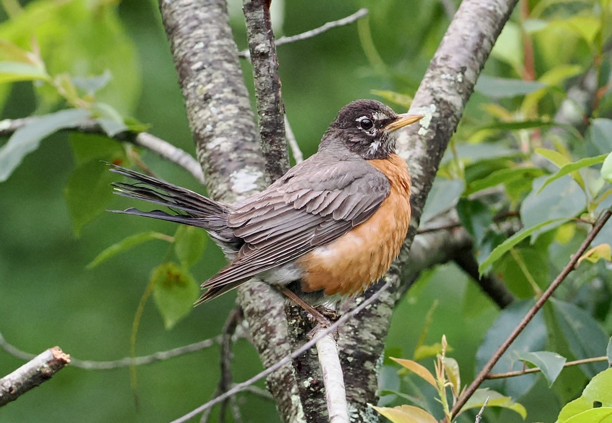 American Robin - ML590760581