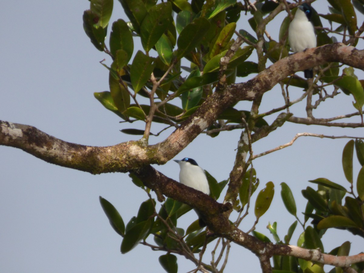 Madagascar Blue Vanga - ML590760591