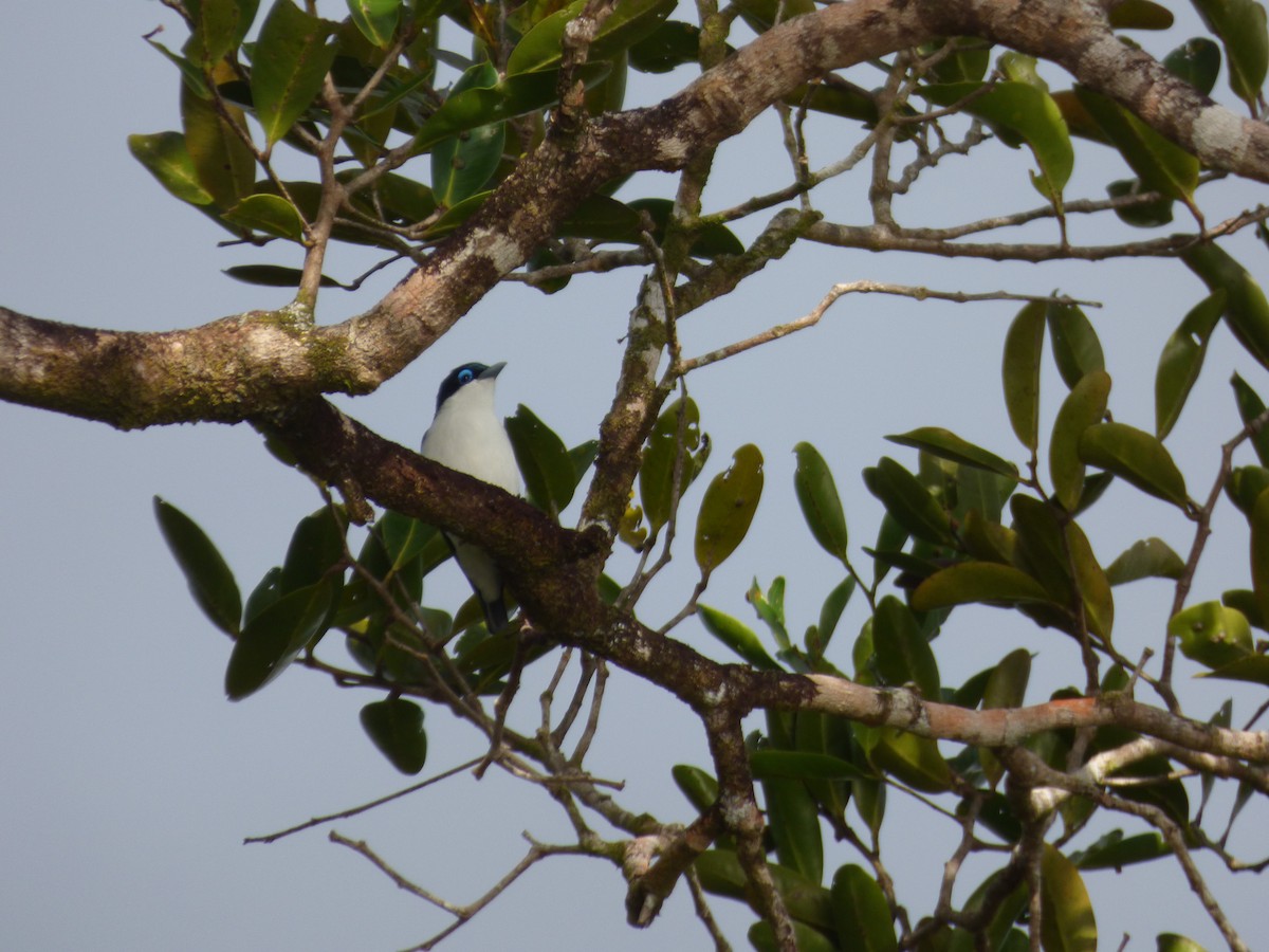 Madagascar Blue Vanga - ML590760601