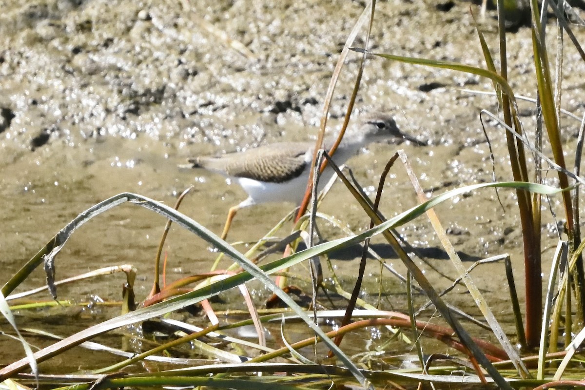 Wiesenstrandläufer - ML590761601