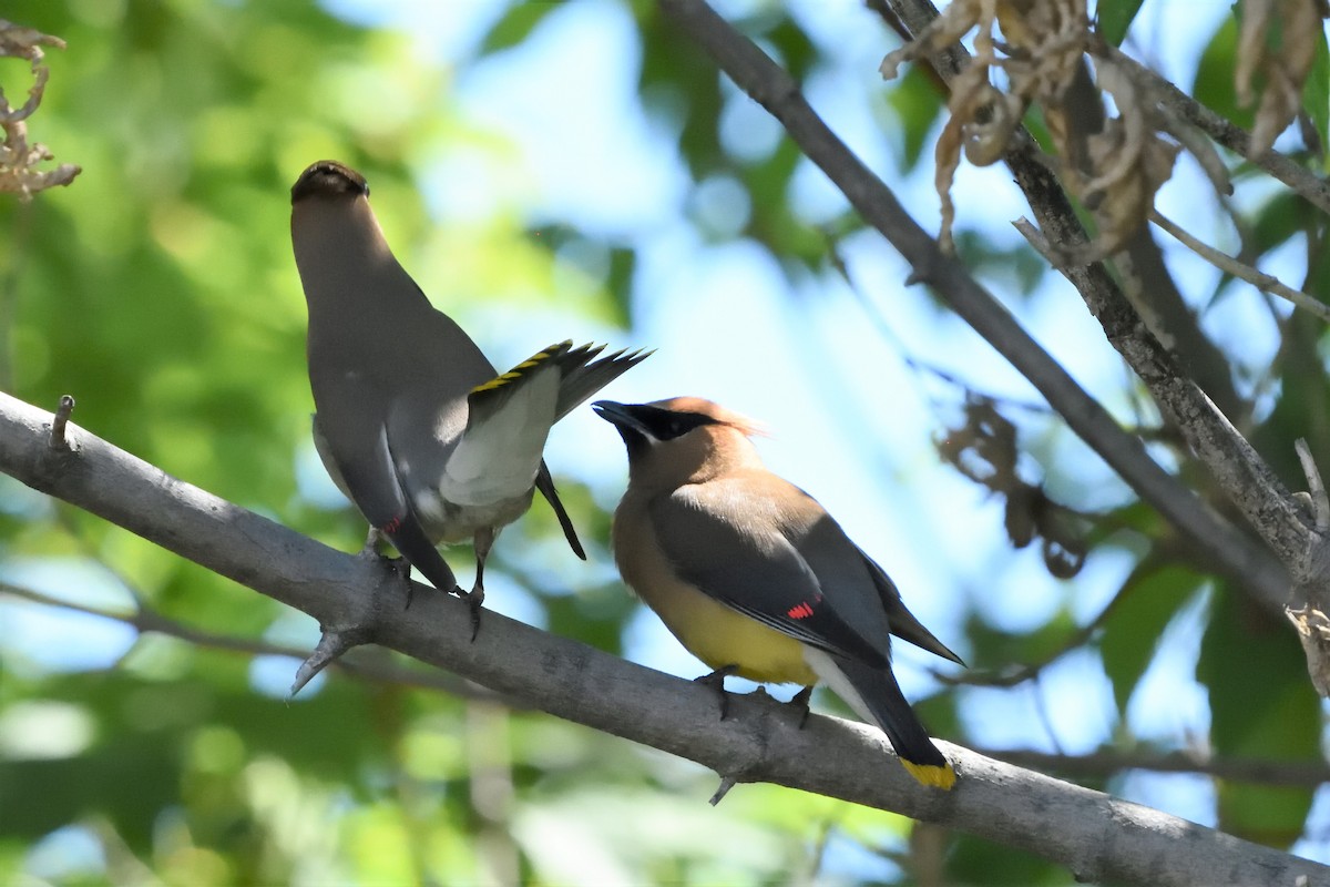 Cedar Waxwing - ML590761721