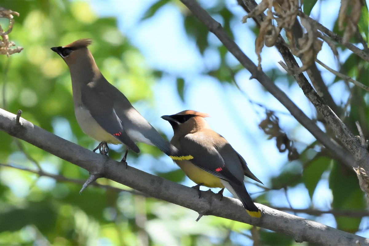 Cedar Waxwing - ML590761731