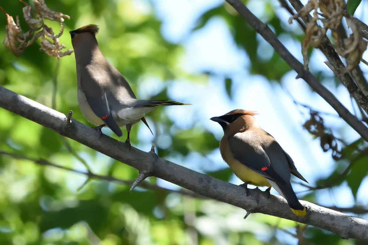 Cedar Waxwing - ML590761741