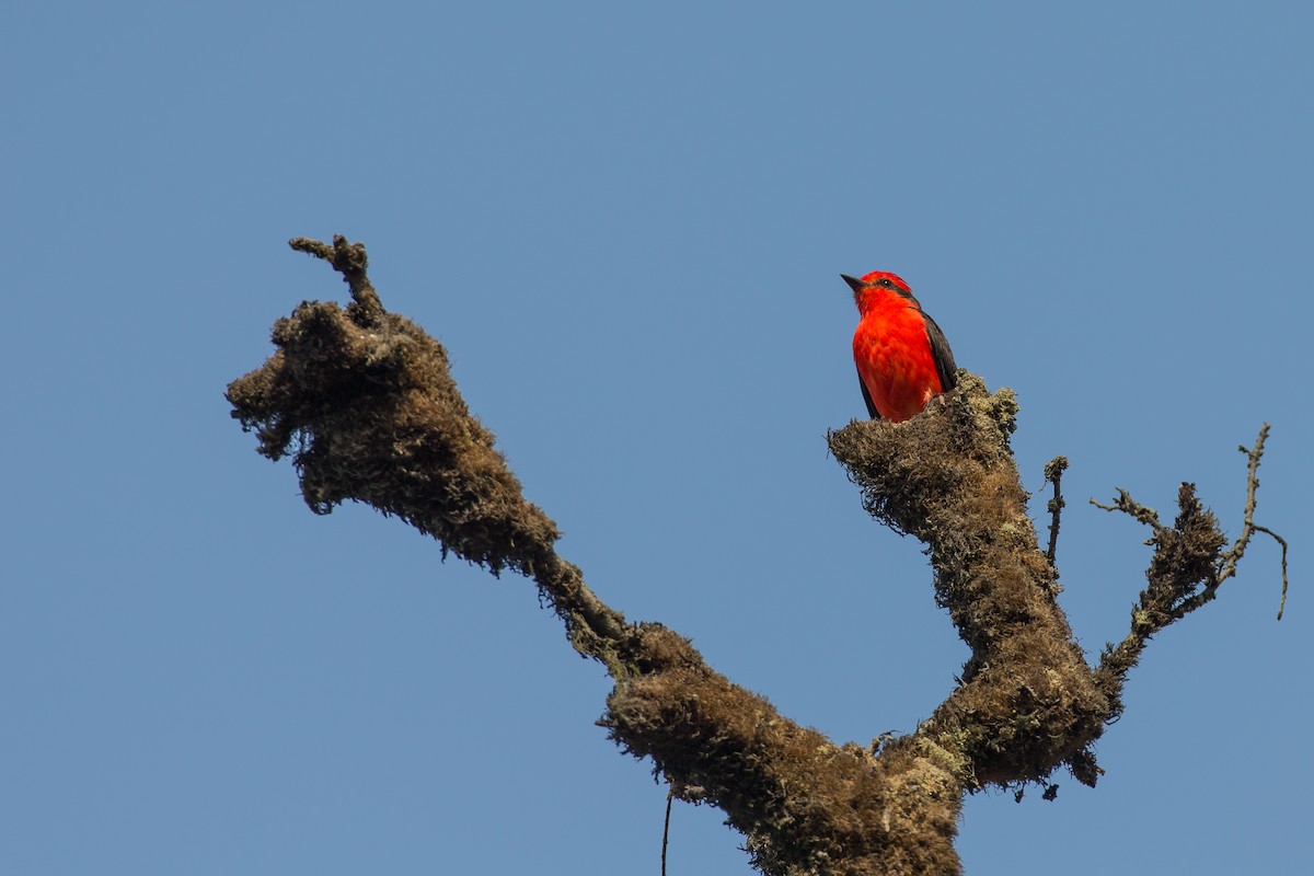 Vermilion Flycatcher (obscurus Group) - ML590762141