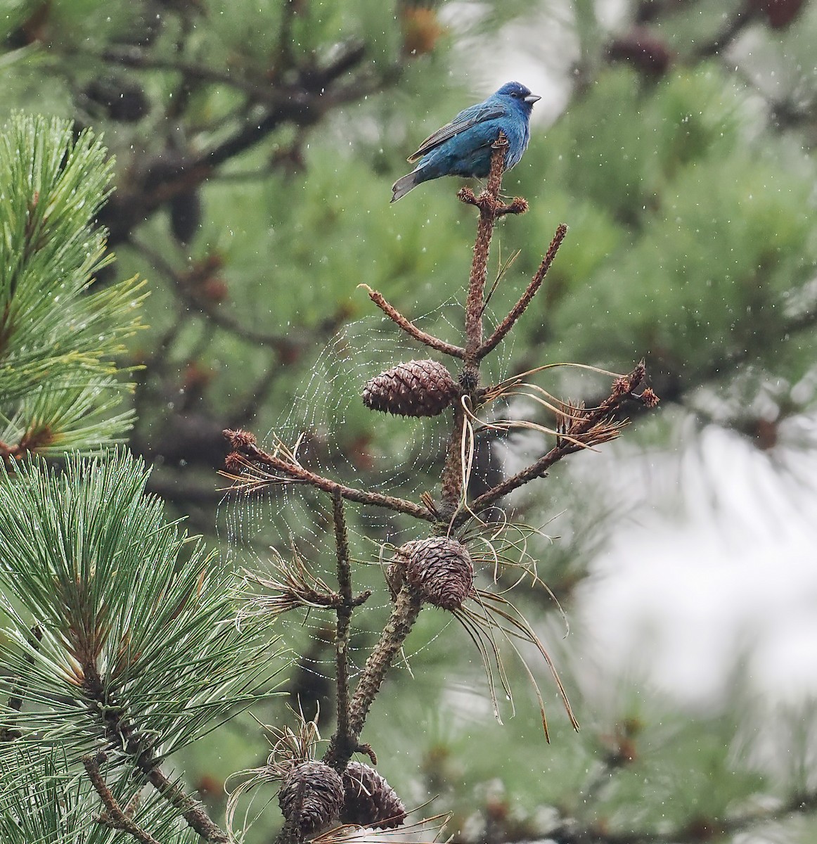 Passerin indigo - ML590762221