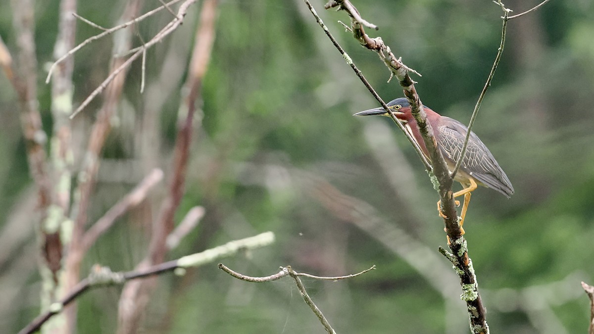 Green Heron - ML590763461