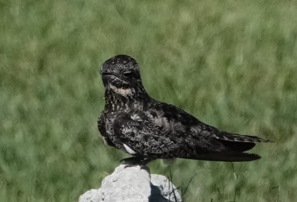 Common Nighthawk - ML590763471