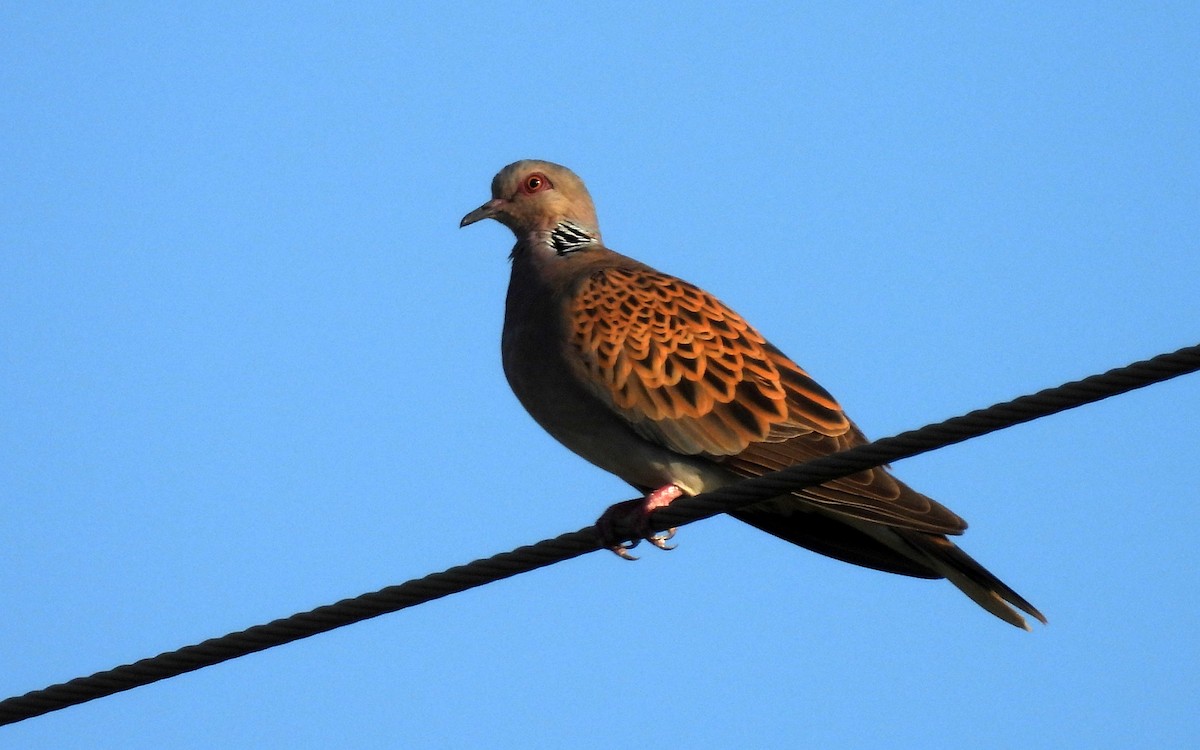 European Turtle-Dove - ML590764811