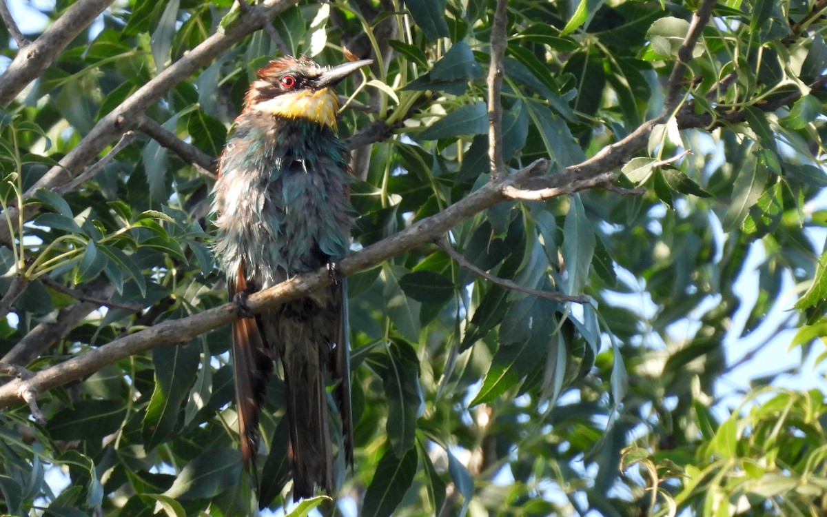 European Bee-eater - ML590765211