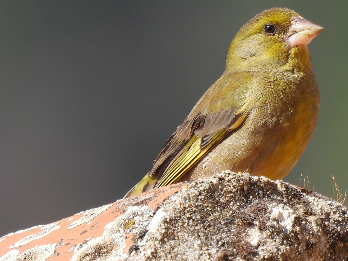 European Greenfinch - ML590765631