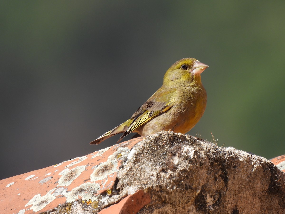 European Greenfinch - ML590765651