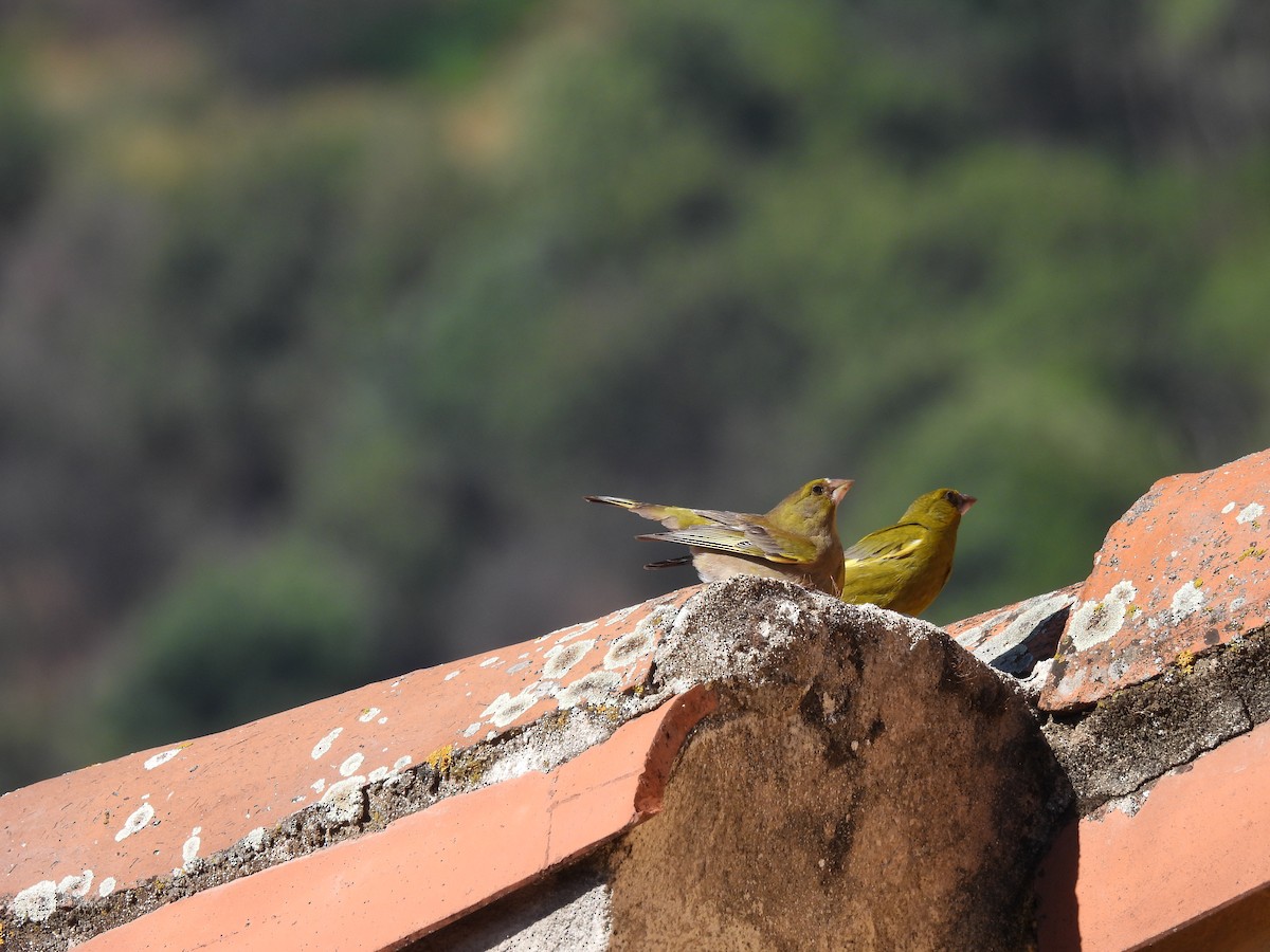 European Greenfinch - ML590765661