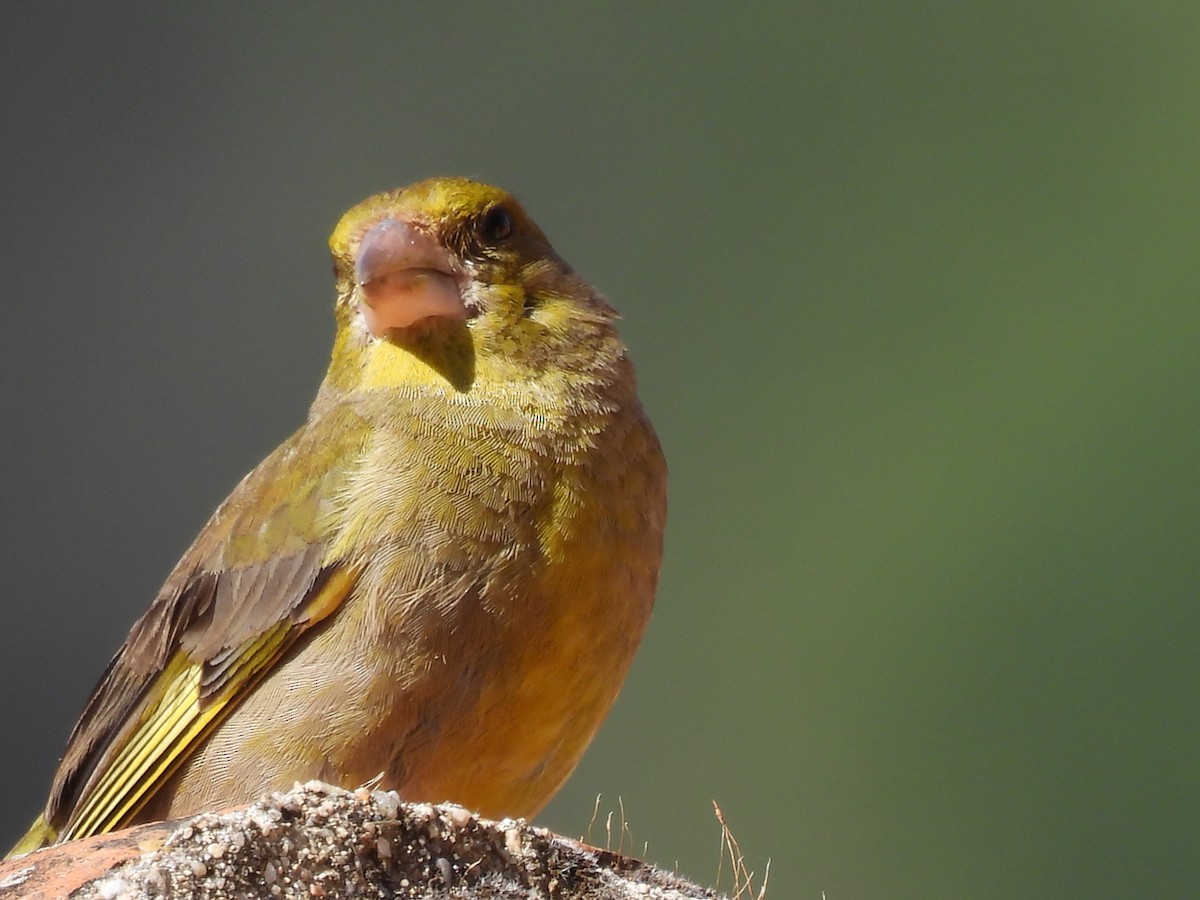 European Greenfinch - ML590765681