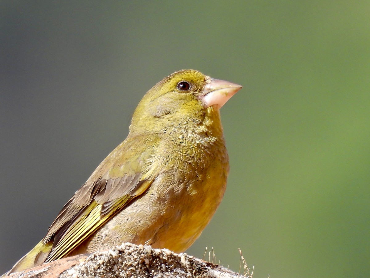 European Greenfinch - ML590765691