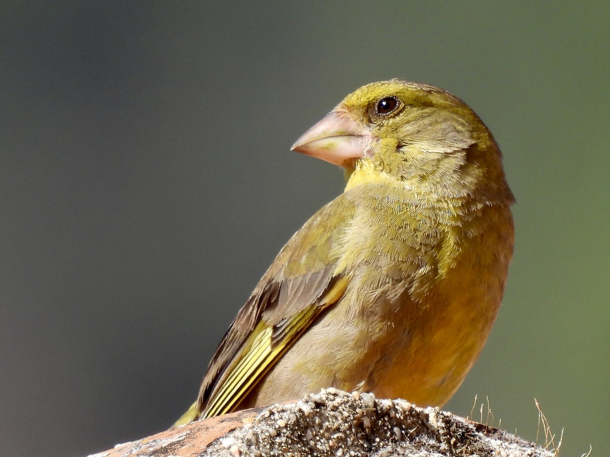 European Greenfinch - ML590765701