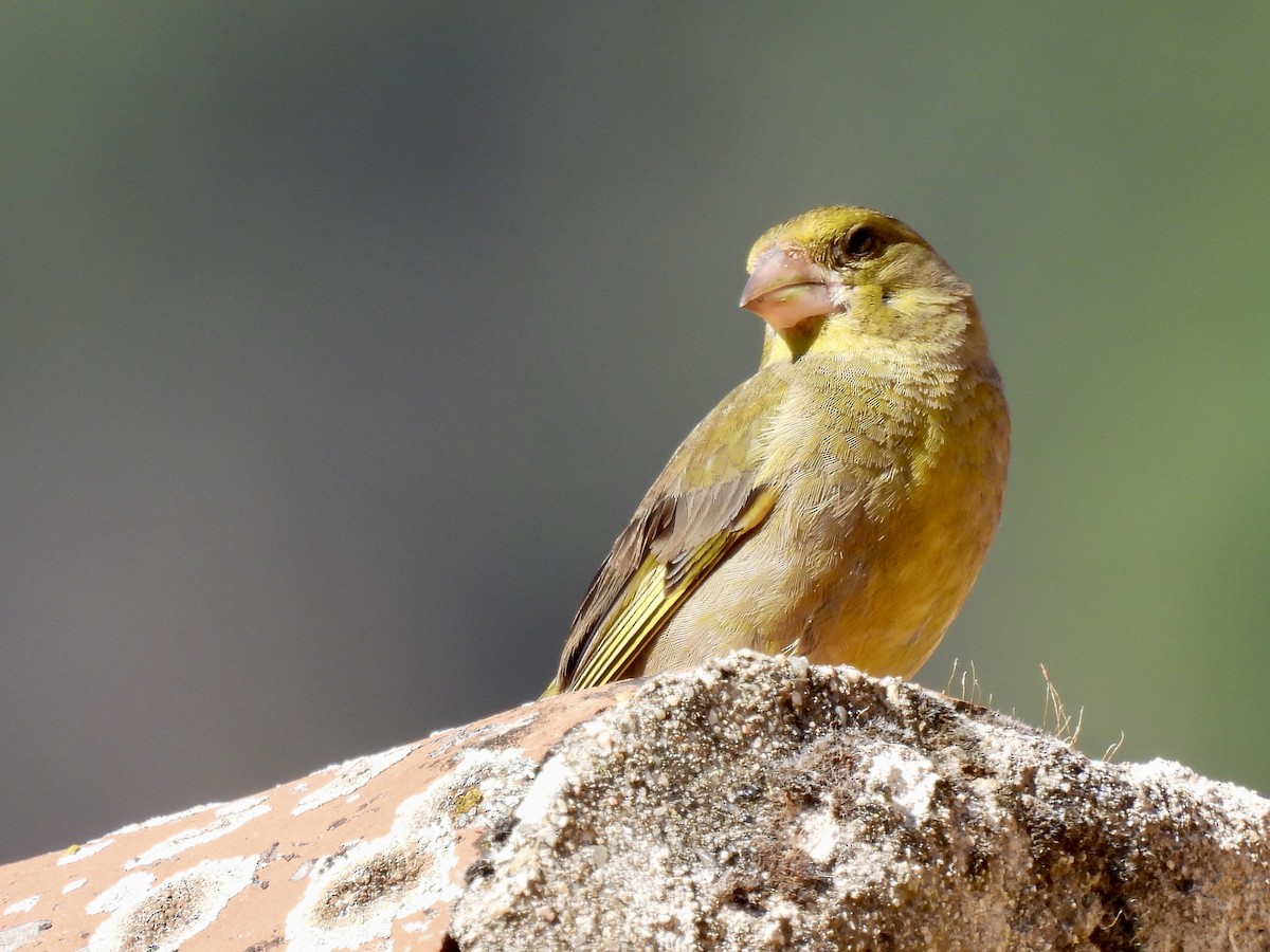 European Greenfinch - ML590765721