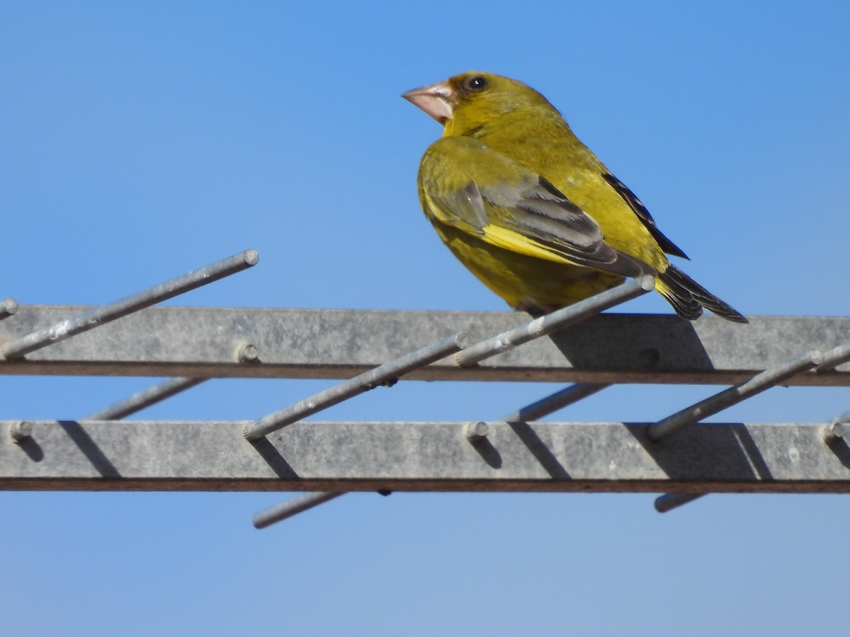 European Greenfinch - ML590765731