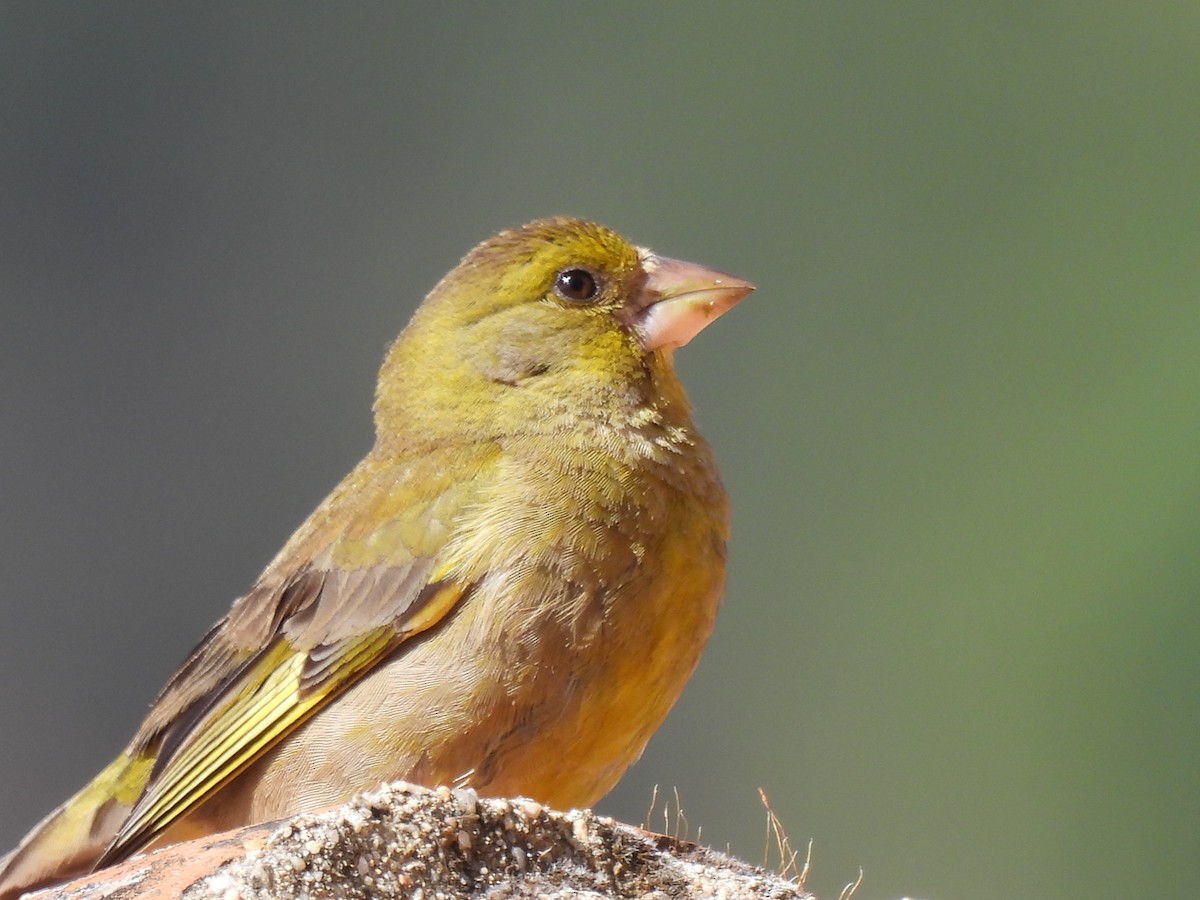 European Greenfinch - ML590765741