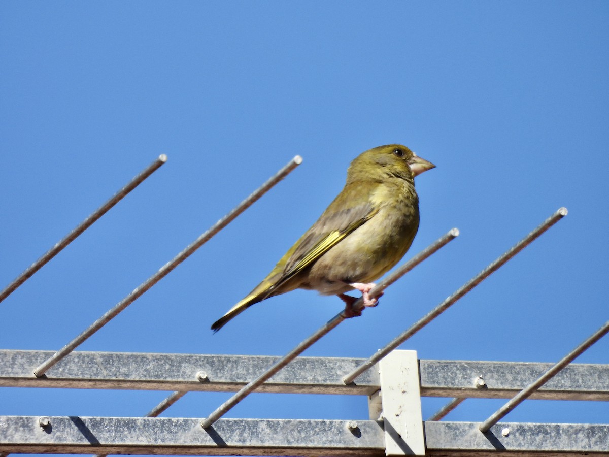 European Greenfinch - ML590765761