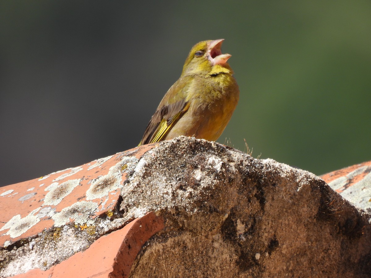 European Greenfinch - ML590765781