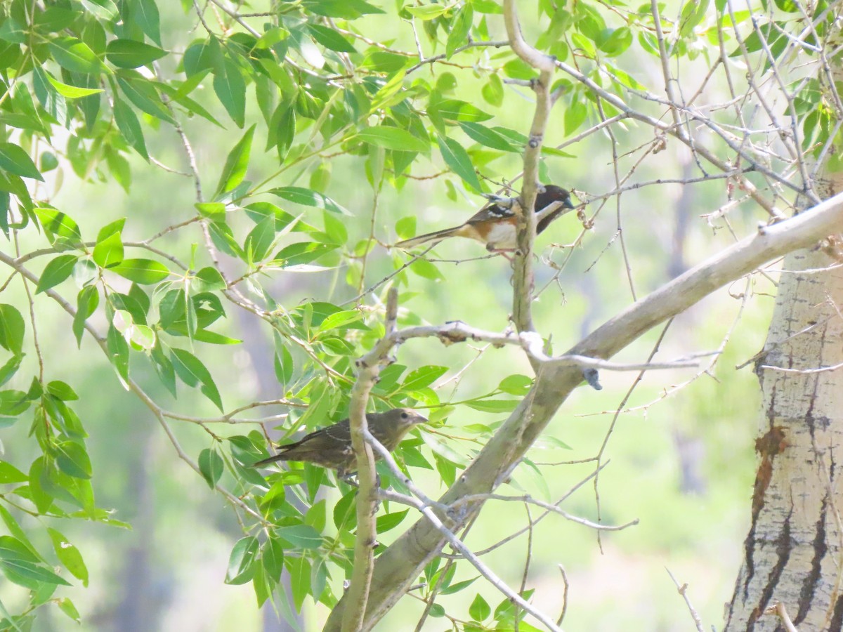 Spotted Towhee - Bob Hargis