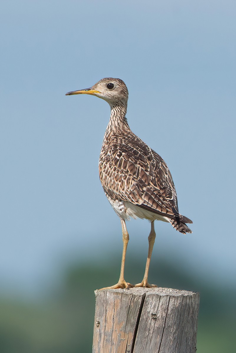 Upland Sandpiper - ML590766401