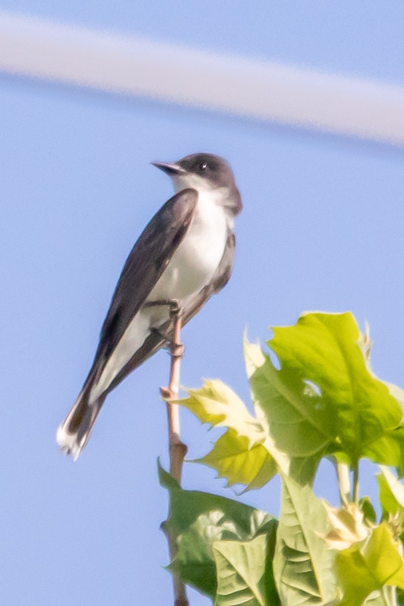 Eastern Kingbird - ML590766601